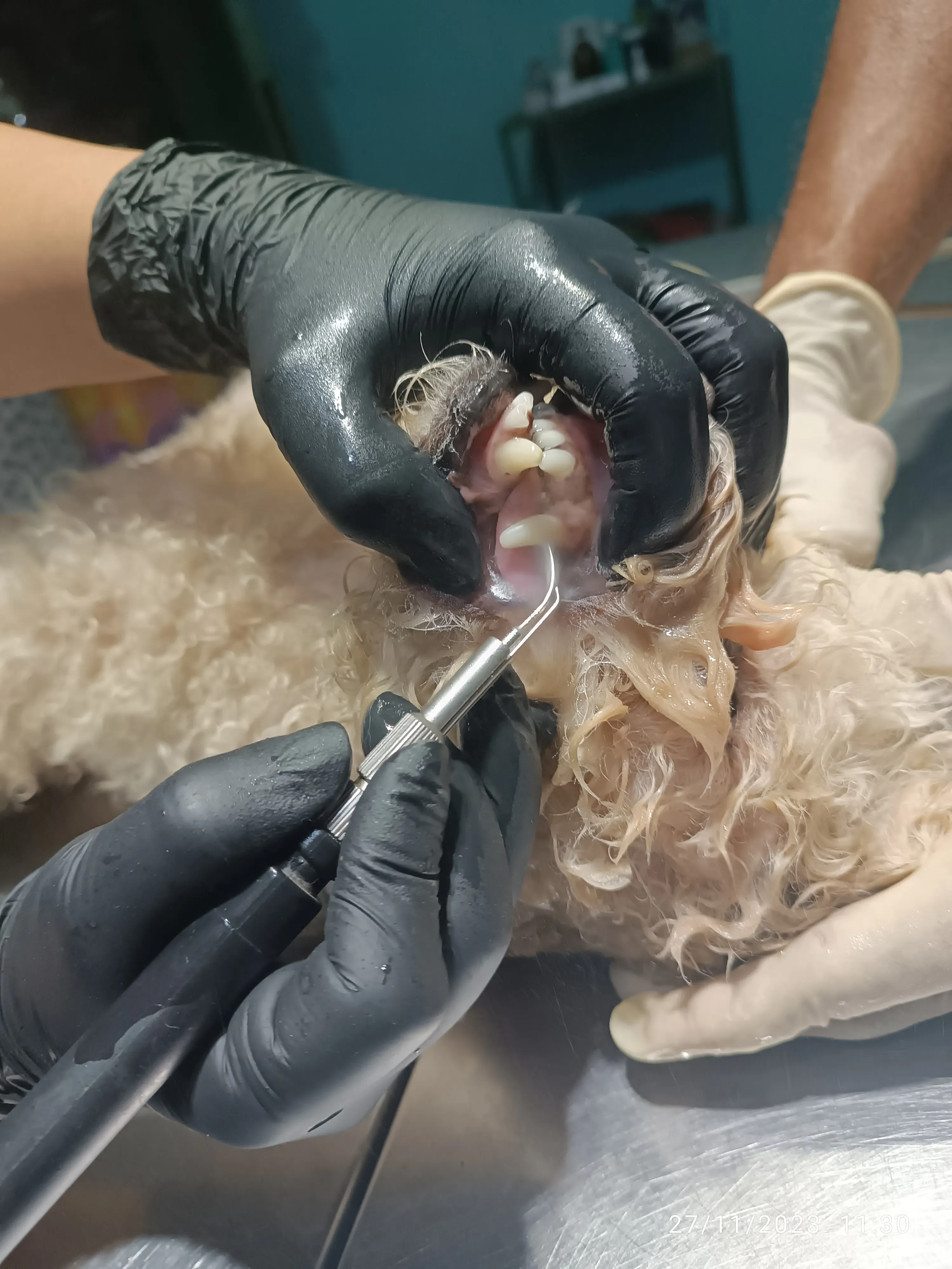 Odontología