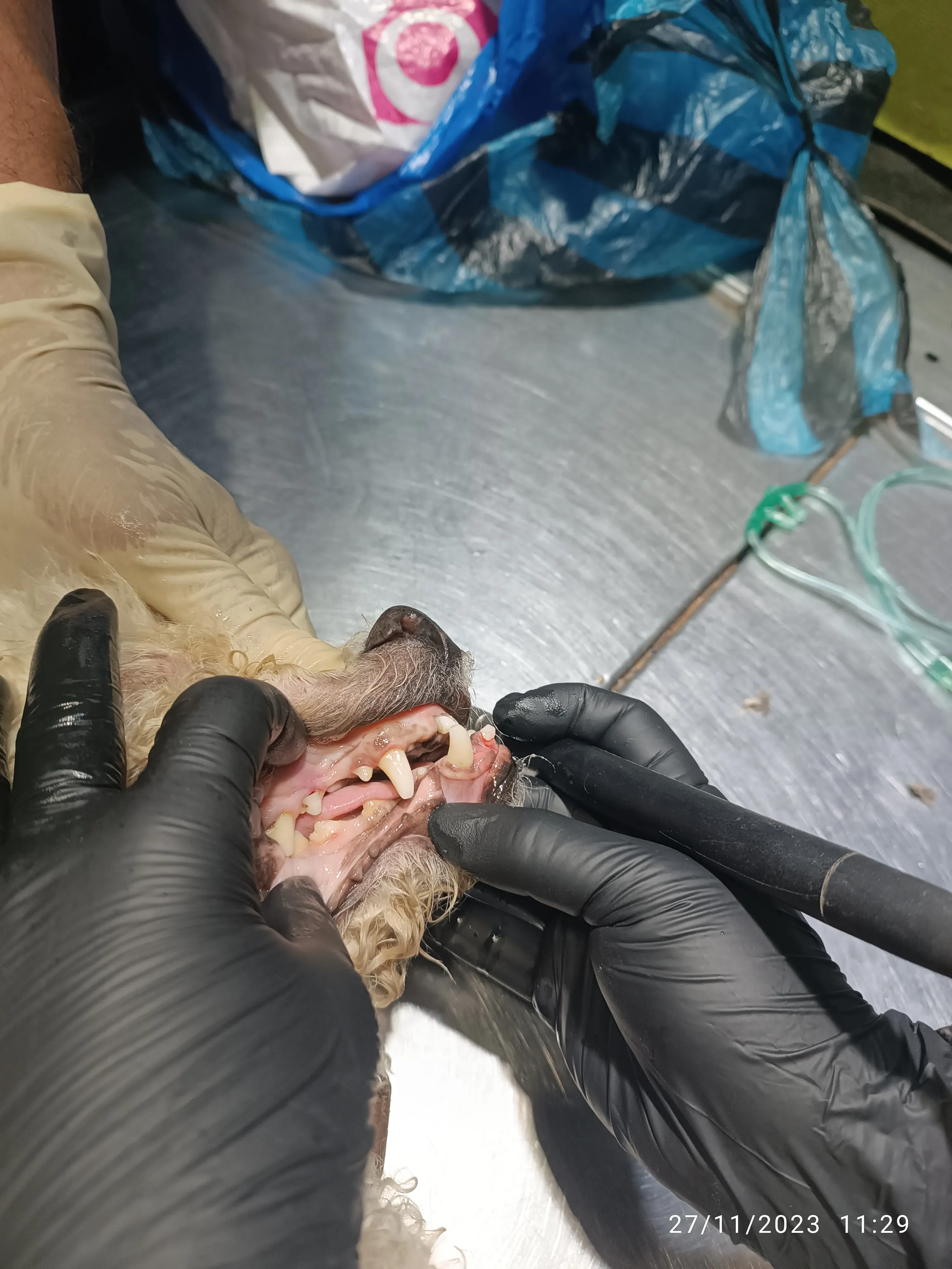 Odontología