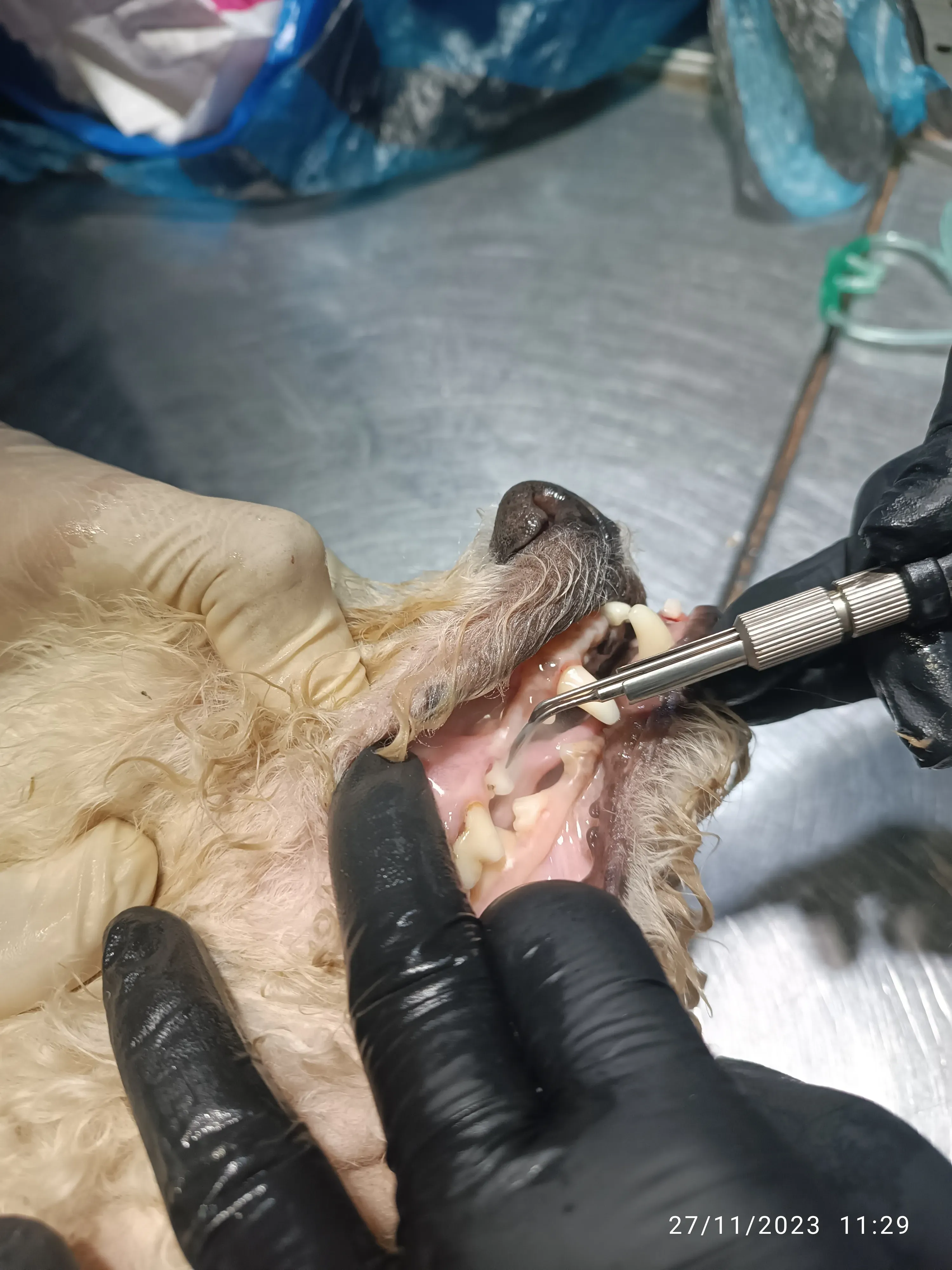 Odontología
