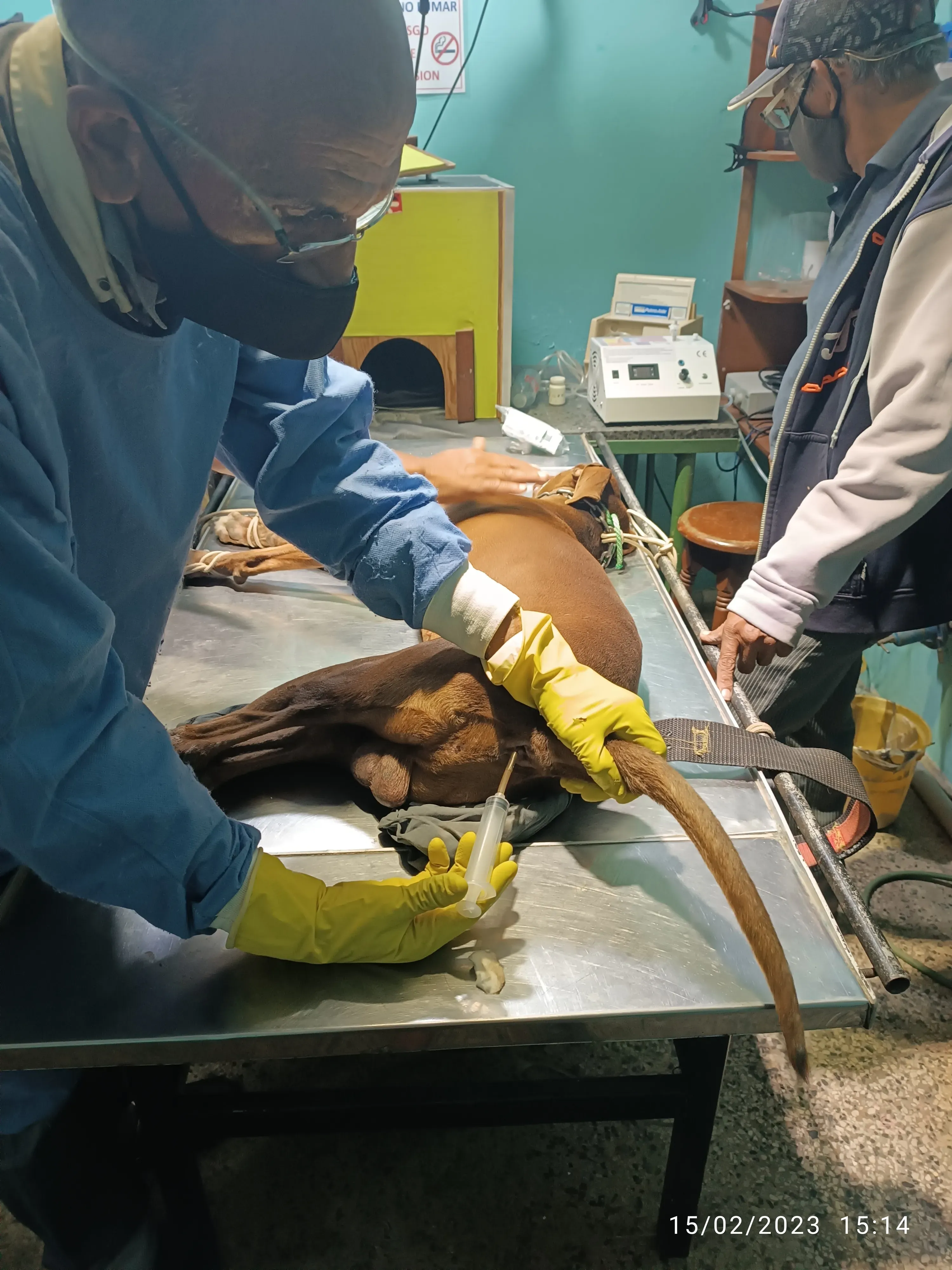 Ozonoterapia